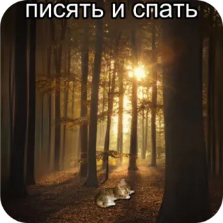 😴 писать и спать cat, forest, sleep, rest, nature whatsapp sticker