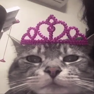 👑 gato, princesa, animal, tiara, animal de estimação, fofo, felino telegram sticker