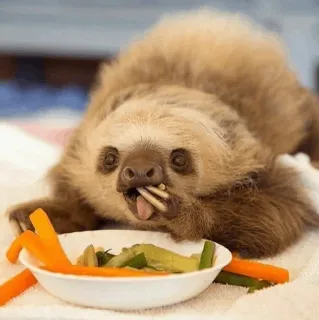 🦥 luiaard, dier, eten, schattig, groenten, eten telegram sticker