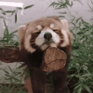 Красная панда @freetopsticker telegram stickers