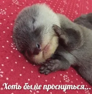 😴 Хоть бы не проснуться... otter, animal, cute, sleeping, tired, meme telegram sticker