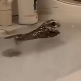 🦉 aligator, zlew, zwierzę, gad, zwierzę domowe, woda, łazienka telegram sticker