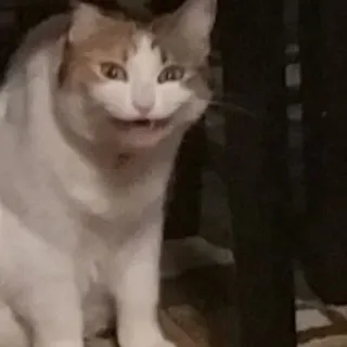 😒 chat, drôle, mème, animal, mignon, expression telegram sticker