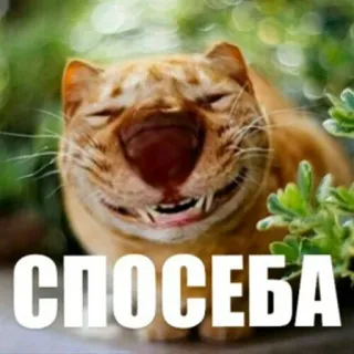 🙏 СПОСЕБА 고양이, 밈, 웃긴, 러시아, 동물, 유머 telegram sticker