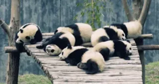 🙁 Panda, Animais, Fofo, Bambu, Ursos, Vida selvagem telegram sticker