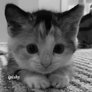 🕸 ipishy 猫, 小猫, 动物, 宠物, 可爱 telegram sticker