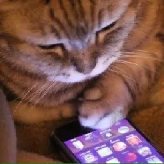 🐱 gato, animal, teléfono, tecnología, dispositivo móvil telegram sticker