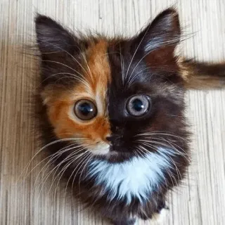 😳 gatto, gattino, calico, bifronte, animale, animale domestico, carino telegram sticker