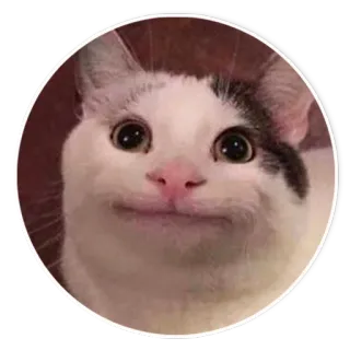 😑 Beluga gato, meme, animal, gracioso, beluga, internet telegram sticker
