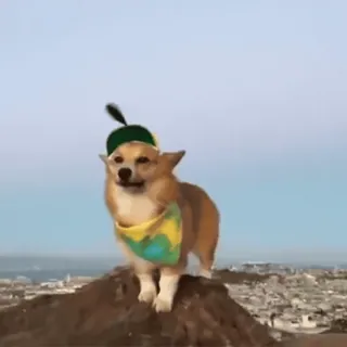 🐶 perro, corgi, sombrero, lindo, animal, aire libre telegram sticker