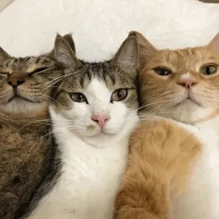 👬 gatto, gatti, animale domestico, animali, carino, animale domestico telegram sticker