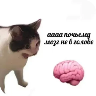 🐱 аааа почьему мозг не в голове 猫, 大脑, 搞笑, 表情包, 俄语, 动物 whatsapp sticker