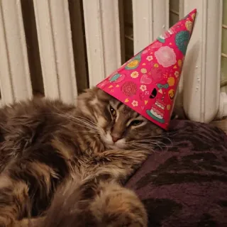 🥳 gato, chapéu de festa, fofo, animal, animal de estimação, celebração whatsapp sticker