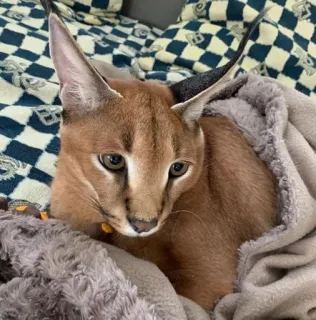 🥺 cat, caracal, animal, feline, ears telegram sticker