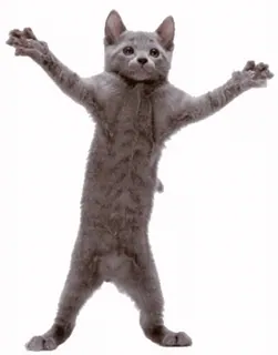 💃 Katze, stehend, Tier, grau, Haustier, süß telegram sticker