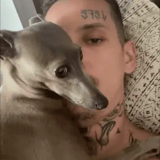 ❤️ uomo, cane, levriero, animale domestico, tatuaggio, ritratto telegram sticker
