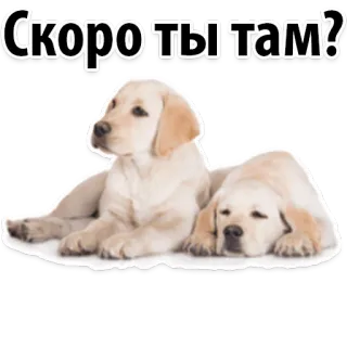 😳 Скоро ты там? dog, puppy, cute, pet, animal, waiting telegram sticker