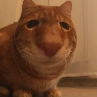 выпукиваем котов @voop_cats telegram stickers