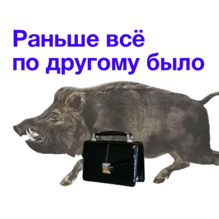 📻 Раньше всё по другому было jabalí, cerdo salvaje, maleta, viejos tiempos, nostalgia, animal telegram sticker
