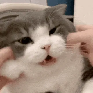 🐱 cat, pet, animal, cute, domestic, mammal, feline whatsapp sticker