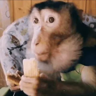 😅 macaco, comendo, animal, primate, fofo, mamífero, vida selvagem, natureza whatsapp sticker
