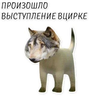 🎪 ПРОИЗОШЛО ВЫСТУПЛЕНИЕ В ЦИРКЕ wolf, cat, circus, animal, hybrid, funny, meme telegram sticker