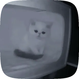 😓 猫, 白色, 可爱, 宠物, 小猫 telegram sticker
