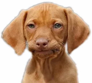 😕 cane, cucciolo, animale, carino, animale domestico whatsapp sticker