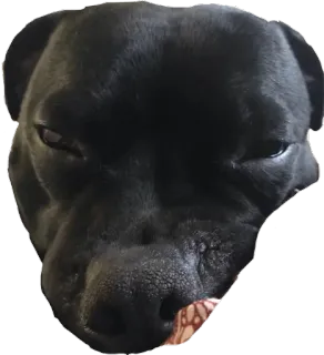 😞 dog, pet, animal, portrait, black dog whatsapp sticker