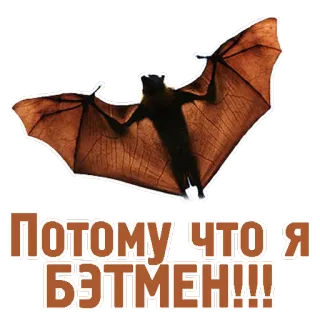 ✈ Batman ПОТОМУЦТО Я БЭТМЕН!!! pipistrello, supereroe, ucraino, batman, divertente telegram sticker