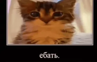 😳 ебать. Katze, Meme, lustig, Kätzchen whatsapp sticker