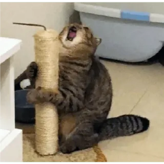 😀 cat, scratching post, cute, animal, pet, feline telegram sticker
