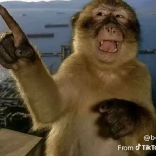 🌹 Barbary macaque monkey, pointing, surprised, animal, meme, reaction telegram sticker