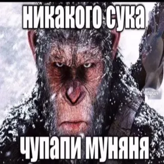 🦧 НИКАКОГО СУКА ЧУПАПИ МУНЯНЯ scimmia, meme, offensivo, slang, animale telegram sticker
