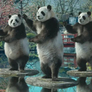 ✨ panda, tanzen, bären, tiere, natur, süß telegram sticker