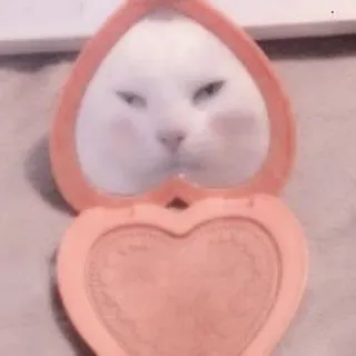 🐈 кот, зеркало, макияж, милый, животное, питомец, персик, сердце telegram sticker