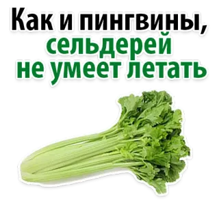 😢 Как и пингвины, сельдерей не умеет летать aipo, pinguim, piada, russo, vegetal, comida, engraçado telegram sticker