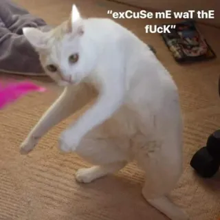 🤔 "exCuSe mE wAt thE fuCk" gatto, meme, divertente, animale, scioccato, umorismo, meme di internet telegram sticker