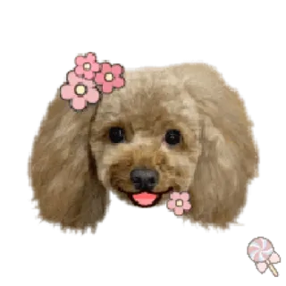 🐶 собака, пудель, милый, домашнее животное, животное, цветы telegram sticker