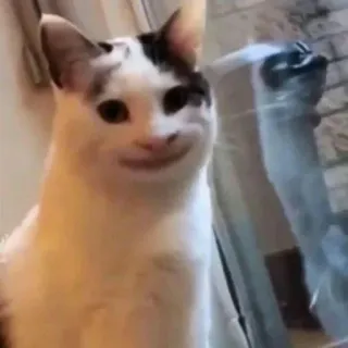 😺 chat, animal, animal de compagnie, drôle, mème telegram sticker