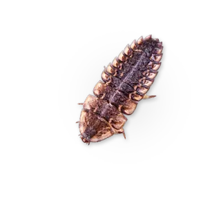 🐛 owad, chrząszcz, świetlik, bioluminescencja, natura telegram sticker
