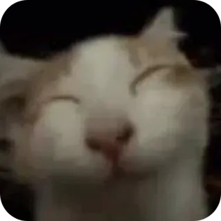 🤲 cat cat, feline, smiling, happy, meme, pet, animal telegram sticker