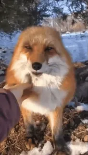 🤩 zorro, animal, vida salvaje, naturaleza, caricia, lindo, invierno telegram sticker