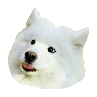 👅 犬, サモエド, 動物, ペット, かわいい, ふわふわ, 白 telegram sticker