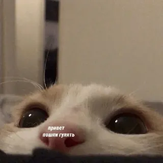 👋 привет
пошли гулять แมว, แอบมอง, สวัสดี, เดิน, สัตว์เลี้ยง, สัตว์ telegram sticker