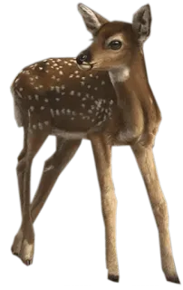 🦌 ลูกกวาง, กวาง, สัตว์, สัตว์ป่า, ธรรมชาติ, สัตว์เลี้ยงลูกด้วยนม, ป่า telegram sticker