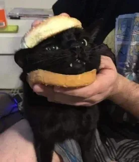🥯 chat, chat noir, pain, sandwich, animal, animal de compagnie, drôle, mignon telegram sticker