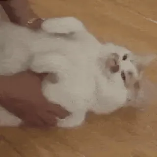🌚 猫, ペット, 動物, 白猫, 家畜 whatsapp sticker