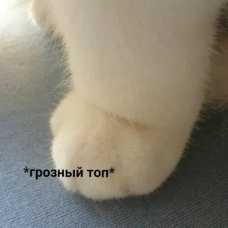 🐾 *грозный топ* แมว, อุ้งเท้า, น่ารัก, สัตว์, สัตว์เลี้ยง whatsapp sticker
