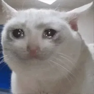 😭 Katze, weinend, traurig, Meme, Tier, verzweifelt telegram sticker